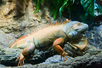 Big orange iguana in the zoo
