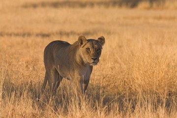 Lioness (Panthera  leo)