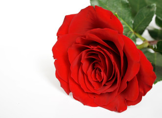 Red rose