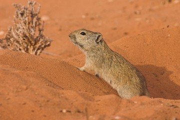 Brant's Whistling Rat (Parotomys brantsii)