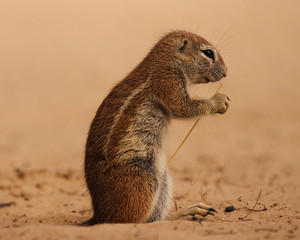 Ground Squirrel (Xerus inauris) eating a stalk of grass