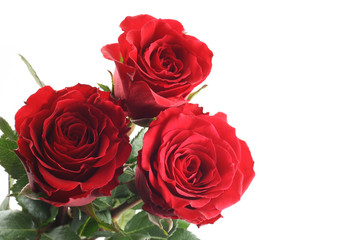 three beautiful red roses isolated on white