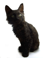 Black kitten looking attentively on a white background