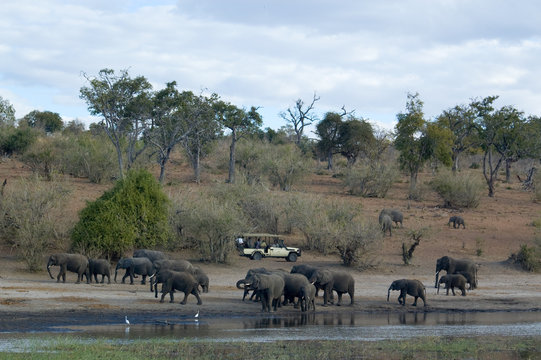 Fototapeta Safari