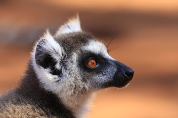 portrait de maki catta