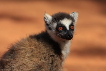 maki catta madagascar