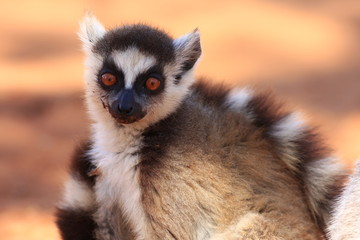 Obraz premium maki catta madagascar