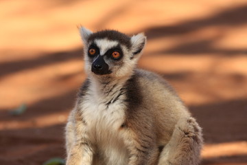 maki catta à l'affut