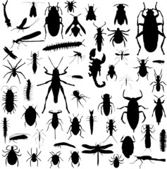 Bug Silhouettes