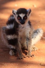 jeune maki catta madagascar