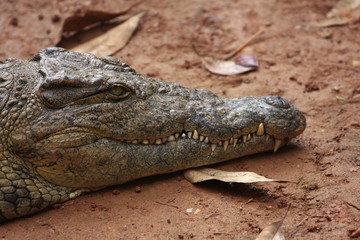 portrait de crocodile madagascar