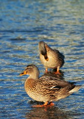 Wild ducks  in blue water of river