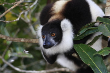 maki vari noir et blanc