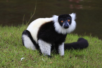 Fototapeta premium portrait de maki vari madagascar