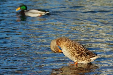 Wild ducks  in blue water of river