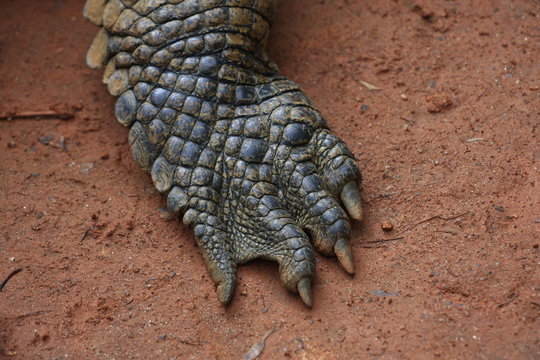 gros plan patte de crocodile