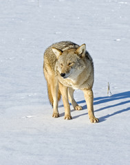 Coyote in snow covered field. 