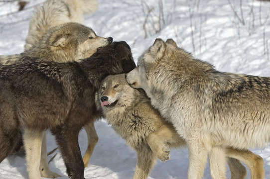 Fototapeta Wolf pack dominance fight.  Northern Minnesota
