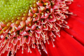 Red gerbera