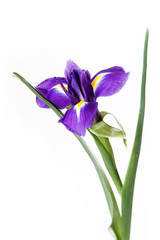 Iris on white background
