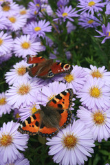 Small tortoiseshell and Peacock caterpillar
