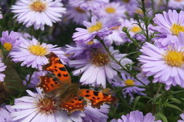 Comma, Polygonia c-album