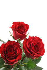 three beautiful red roses isolated on white