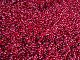 Lingonberries (Vaccinium vitis-idaea) in the market, close-up
