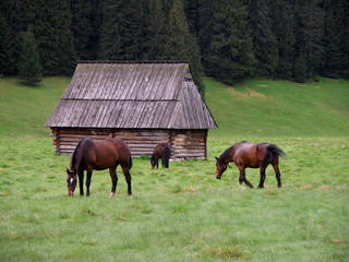Horses at mountines meadow