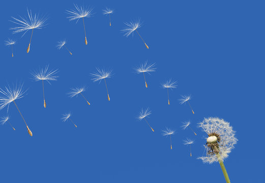 Pusteblume