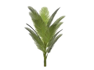 Illustration of a palm bush (raytraced image)