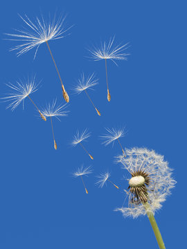 wind