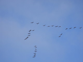 Formacion de gansos