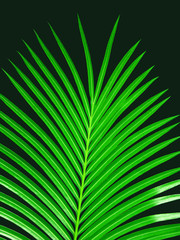 Obraz premium palme sur fond noir
