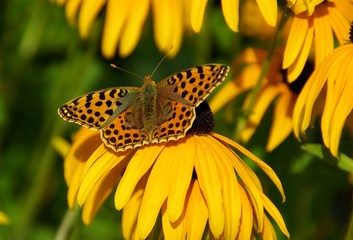 Schmetterling Kaisermantel 03