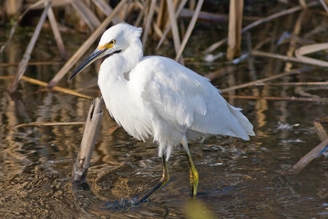 Snowy Egret