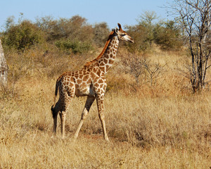 Naklejka na ściany i meble Młoda żyrafa w Kruger Park, Republika Południowej Afryki