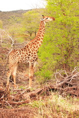 Giraffe (Giraffa cameloparadalis) Feeding on Acasia Tree