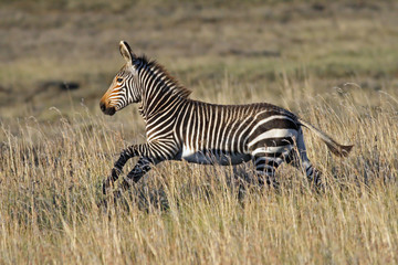 Cape Mountain Zebra Foal (Equus zebra)