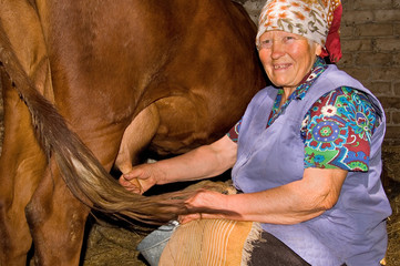 woman milk a cow in dairy-farm