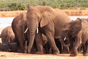 Fototapeta premium Rodzina słoni afrykańskich (loxodonta africana) z Waterhole