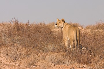 Lioness (Panthera  leo)