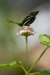Butterfly on flower