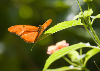 Resting butterfly
