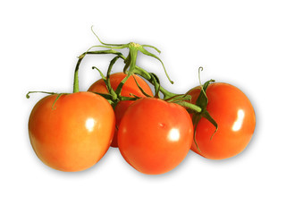 Tomato