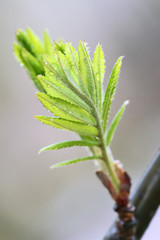 Wet green leafs on grey background