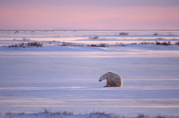 Polar bear sitting on the Arctic tundra at first light.