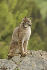 Young Canadian lynx portriat, telephoto shot in Montana © outdoorsman