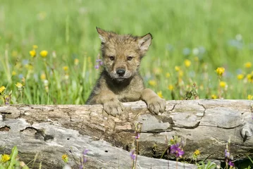 Papier Peint photo Loup Gray wolf cub in field of spring flowers. 
