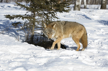 Fototapeta na wymiar Coyote in snow covered field. Northern Minnesota
